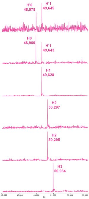 Deconvoluted mass spectra of the heavy chain species of the deglycosylated, reduced ADC Mimic Deconvoluted mass spectra of the heavy chain species of the deglycosylated, reduced ADC Mimic