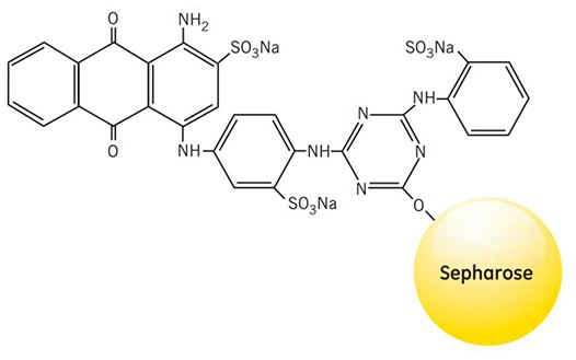 affinity-chromatography-a Partial structure of Blue Sepharose Fast Flow and Blue Sepharose High Performance
