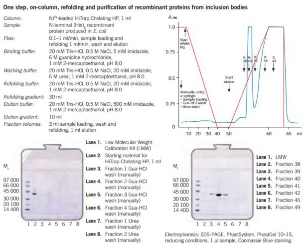 One step refolding and purification of a (His)6-tagged recombinant protein on HiTrap® Chelating HP, 1 mL, charged with Ni2+ One step refolding and purification of a (His)6-tagged recombinant protein on HiTrap® Chelating HP, 1 mL, charged with Ni2+