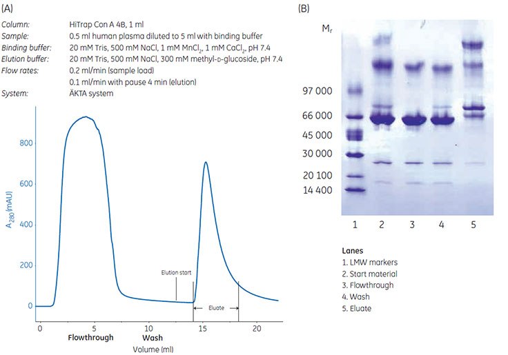 (A) Chromatographic enrichment of glycoproteins from human plasma using HiTrap<sup>®</sup> Con A 4B, 1 mL. (B) SDS-PAGE anaysis with Coomassie stained ExcelGel™ 8–18 Gradient gel (nonreducing conditions) of fractions from enrichment of glycoproteins from human plasma using HiTrap<sup>®</sup> Con A 4B, 1 mL. Chromatographic enrichment of glycoproteins from human plasma