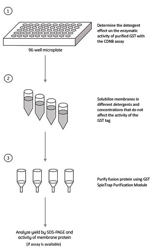 Detergent screening assay for a GST-tagged membrane protein Detergent screening assay for a GST-tagged membrane protein
