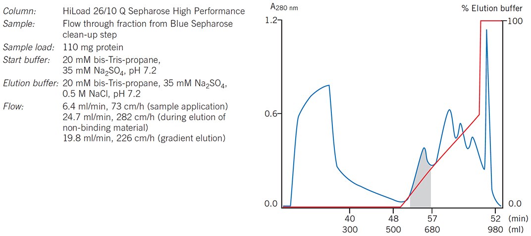 Intermediate step from a purification protocol for a2-macroglobulin. An affinity step on Blue Sepharose was used to remove albumin, the major contaminant, before IEX. Elution pattern, purity and yield are maintained when scaling-up from a HiLoad column to a BPG column
