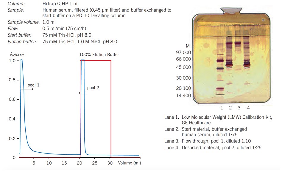 Separation of IgG from human serum proteins on HiTrap Q HP, 1 ml, using one step elution. Analysis by SDS-PAGE (Phast System, PhastGel 10–15, silver staining). Separation of IgG from human serum proteins on HiTrap Q HP, 1 ml, using one step elution