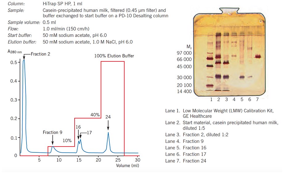 Separation of human milk proteins on HiTrap SP HP, 1 ml, using one step elution. Analysis by SDS-PAGE (Phast System, PhastGel 10–15, silver staining). Separation of human milk proteins on HiTrap SP HP, 1 ml, using one step elution
