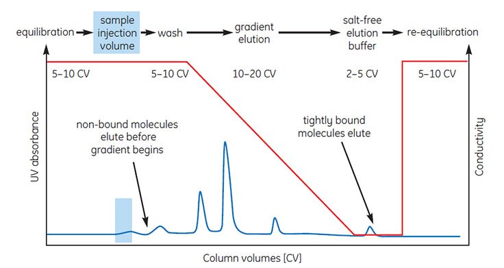 Typical high-resolution, HIC separation using linear gradient elution. HIC separation using linear gradient elution.