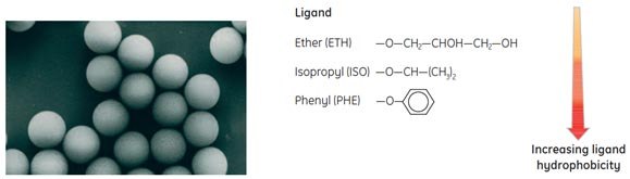 Ligands are coupled to monodispersed source particles Ligands are coupled to monodispersed SOURCE™ particles via uncharged, chemically stable O-ether linkages.