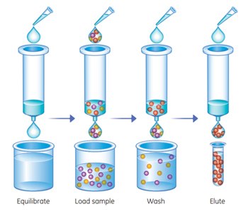 Performing a Purification of IgG Antibodies with Protein G GraviTrap™ Purifying antibodies with Protein G GraviTrap™ is a simple four-step procedure.
