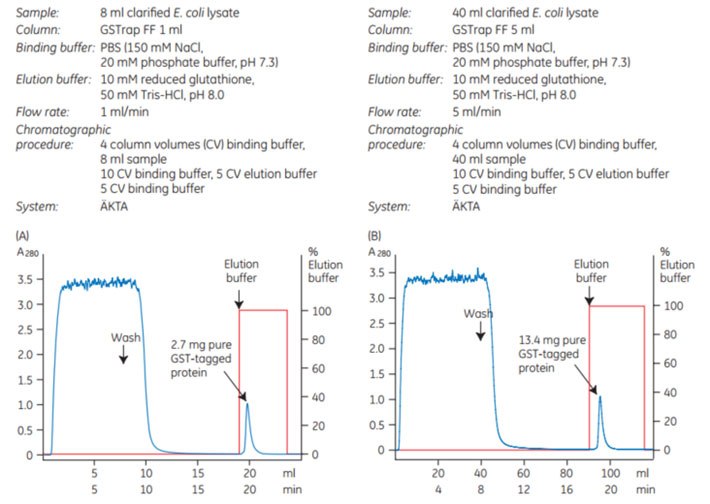Puriﬁcation of a GST-tagged protein on GSTrap