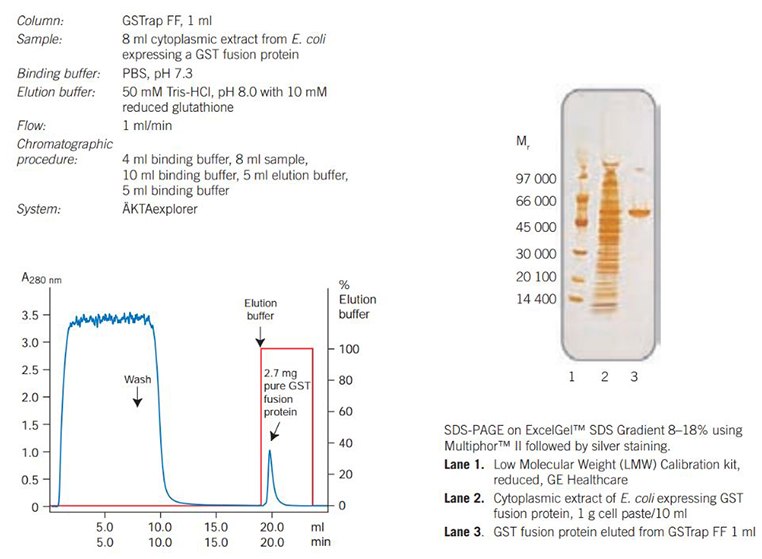 Purification of a GST fusion protein A typical purification of GST fusion protein on GSTrap FF 1 ml with an SDS-PAGE analysis of the purified protein.