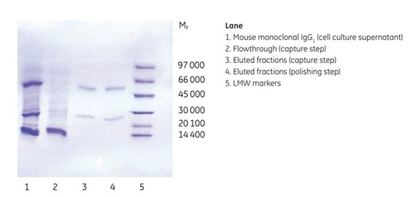 Purity analysis of mouse monoclonal IgG1 by SDS-PAGE Purity analysis of mouse monoclonal IgG1 by SDS-PAGE, reducing conditions.
