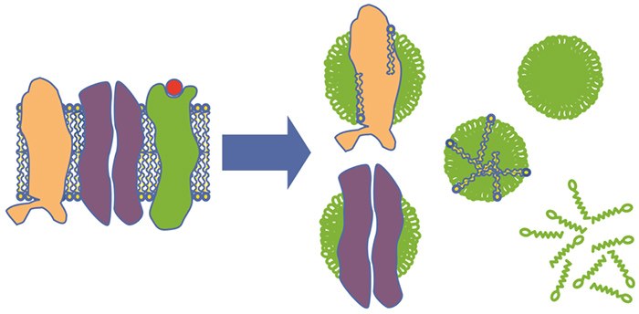 Schematic drawing of detergent solubilization of membrane proteins Schematic drawing of detergent solubilization of membrane proteins