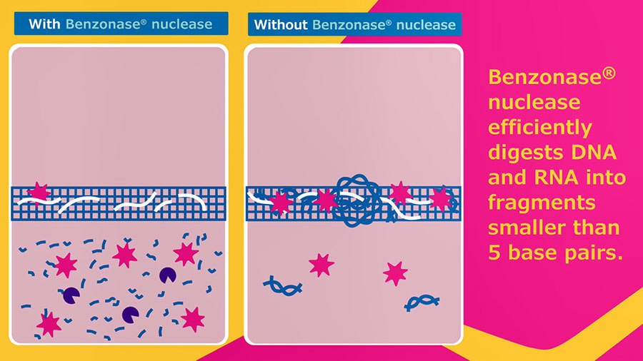 Efficient DNA Clearance Efficient DNA Clearance