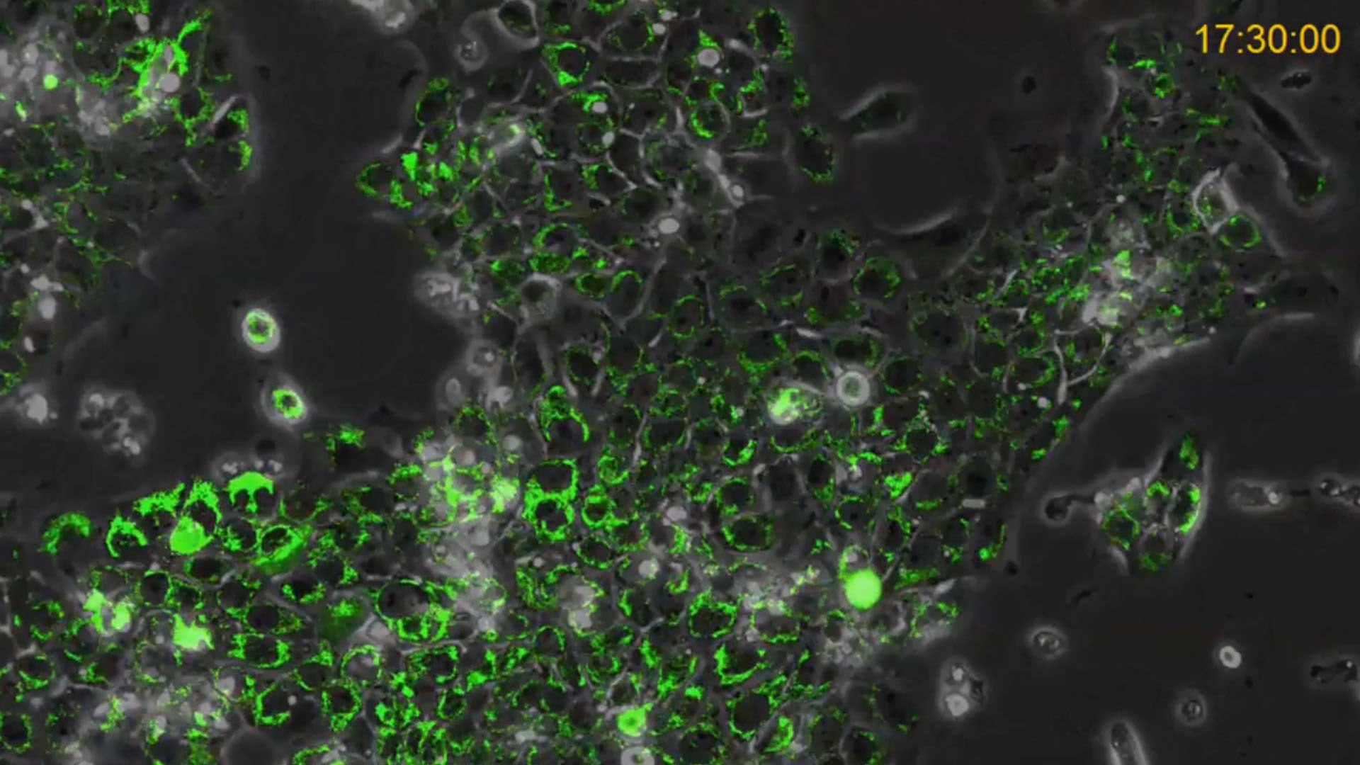 Live Cell Imaging of Hypoxia in Cancer Cells using the CellASIC<sup>®</sup> ONIX2 Microfluidic System Live Cell Imaging of Hypoxia in Cancer Cells using the CellASIC<sup>®</sup> ONIX2 Microfluidic System