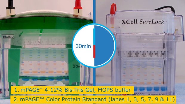mPAGE<sup>®</sup> Comparison Bio Rad and SureLock<sup>®</sup> mPAGE<sup>®</sup> Comparison Bio Rad and SureLock<sup>®</sup>
