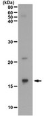 Anti-Histone H3.1/H3.2 Antibody from rabbit, purified by affinity chromatography