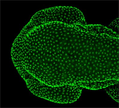 Anti-tp63 antibody produced in rabbit affinity isolated antibody, buffered aqueous solution