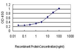 Monoclonal Anti-HES1 antibody produced in mouse clone 4D9, purified immunoglobulin, buffered aqueous solution