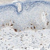 Anti-S100A1 antibody produced in rabbit Prestige Antibodies&#174; Powered by Atlas Antibodies, affinity isolated antibody, buffered aqueous glycerol solution