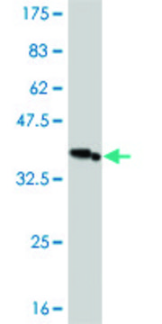Monoclonal Anti-IRAK3 antibody produced in mouse clone 1A6, purified immunoglobulin, buffered aqueous solution