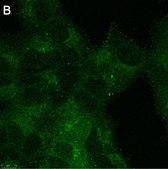 Anti-phospho-GSK3&#946; Ser9 Antibody, clone 6K18 ZooMAb&#174; Rabbit Monoclonal recombinant, expressed in HEK 293 cells