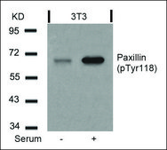 Anti-phospho-PXN (pTyr118) antibody produced in rabbit affinity isolated antibody
