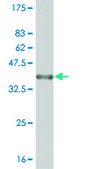 Monoclonal Anti-RUNX1 antibody produced in mouse clone 2C10, purified immunoglobulin, buffered aqueous solution