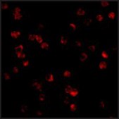 Anti-TLR8 antibody produced in rabbit affinity isolated antibody, buffered aqueous solution