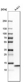 Anti-UQCRB antibody produced in rabbit Prestige Antibodies&#174; Powered by Atlas Antibodies, affinity isolated antibody, buffered aqueous glycerol solution