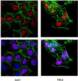 Anti-Ki-67 Antibody Chemicon&#174;, from rabbit