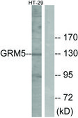 Anti-GRM5 antibody produced in rabbit affinity isolated antibody