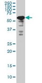 ANTI-YY1 antibody produced in mouse clone 2C5, purified immunoglobulin, buffered aqueous solution