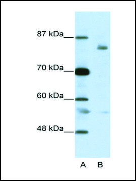 Anti-LZTR1 antibody produced in rabbit IgG fraction of antiserum