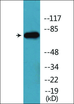 Anti-phospho-Tau (pSer516/199) antibody produced in rabbit affinity isolated antibody
