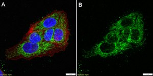 Anti-GDF15/NAG-1 Antibody, clone 1K11 ZooMAb&#174; Rabbit Monoclonal recombinant, expressed in HEK 293 cells