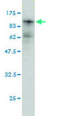 Monoclonal Anti-PRKCI antibody produced in mouse clone 1G11, purified immunoglobulin, buffered aqueous solution