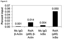 ChIPAb+ NF&#954;B p65 (RelA) - ChIP Validated Antibody and Primer Set from mouse