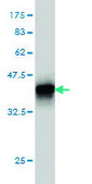 Monoclonal Anti-BNIP3L antibody produced in mouse clone 3G2, purified immunoglobulin, buffered aqueous solution