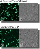 X-tremeGENE&#8482; HP DNA Transfection Reagent High-performance polymer reagent for transfecting many cell lines