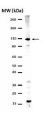 Anti-phospho-STAT2 (Tyr689) Antibody Upstate&#174;, from rabbit