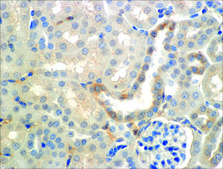 Monoclonal Anti-ENaC beta-Atto 390 antibody produced in mouse clone 7B8