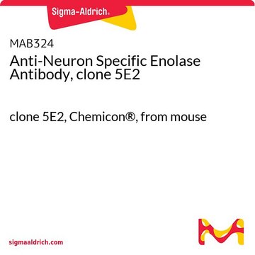 Anti-Neuron Specific Enolase Antibody, clone 5E2 clone 5E2, Chemicon&#174;, from mouse