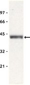 Anti-Bmi-1 Antibody, clone F6 clone F6, Upstate&#174;, from mouse