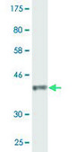 Monoclonal Anti-CACNA2D2 antibody produced in mouse clone 3A4, purified immunoglobulin, buffered aqueous solution