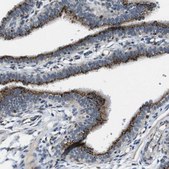 Anti-ZFPL1 antibody produced in rabbit Prestige Antibodies&#174; Powered by Atlas Antibodies, affinity isolated antibody, buffered aqueous glycerol solution