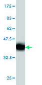 Monoclonal Anti-CASP1 antibody produced in mouse clone 3D2, purified immunoglobulin, buffered aqueous solution