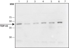 Anti-TDP-43 antibody produced in rabbit ~1.5&#160;mg/mL, affinity isolated antibody, buffered aqueous solution