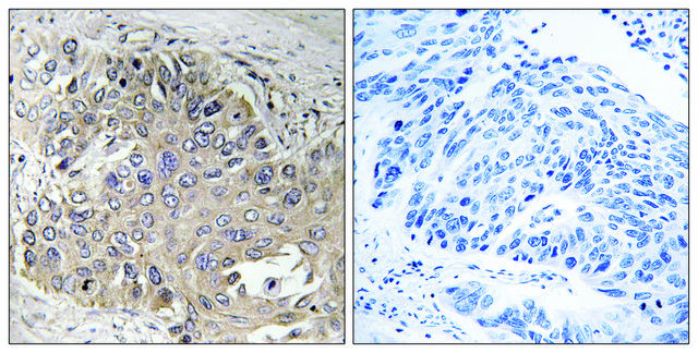 Anti-SPTBN5 antibody produced in rabbit affinity isolated antibody