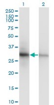Monoclonal Anti-PCNA antibody produced in mouse clone S1, purified immunoglobulin, buffered aqueous solution