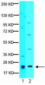 Anti-PDGF-AA Antibody from rabbit, purified by affinity chromatography