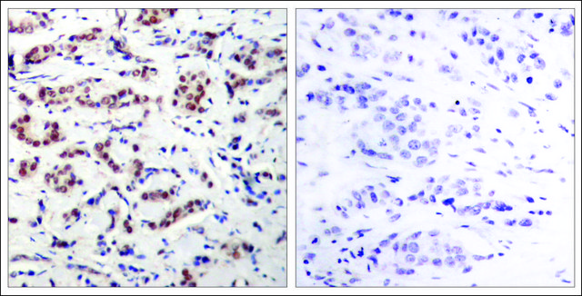 Anti-phospho-STAT5A (pTyr694) antibody produced in rabbit affinity isolated antibody